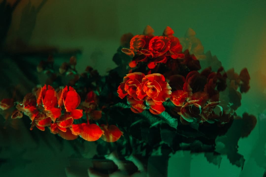 《致芳华2》首映李梦化身莫郁华羞涩表白金世佳